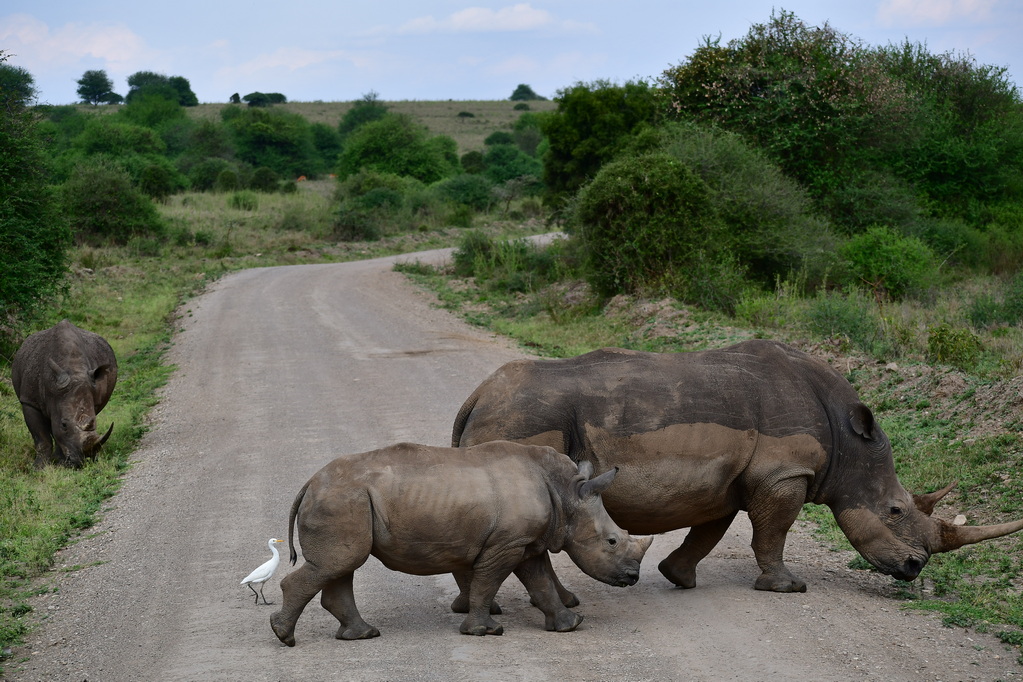 Nairobi National Park
